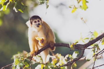 Singe saimiri jaune