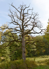 Dead tree in the meadow in early fall