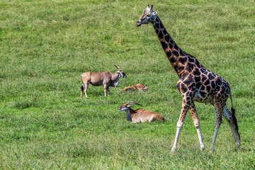 Naklejka na ściany i meble Giraffe and herd of Elands in green grass