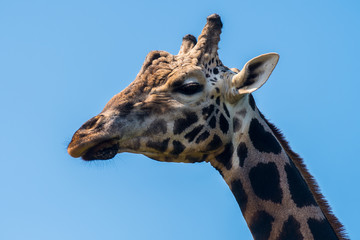 Head of a giraffe