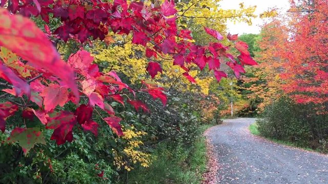 New England foliage road.