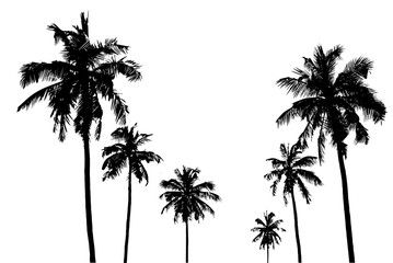 tropical palm trees