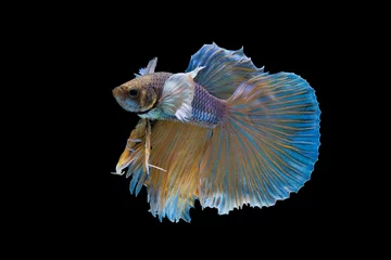 Foto op Plexiglas The moving moment beautiful of yellow siamese betta fish or half moon betta splendens fighting fish in thailand on black background. Thailand called Pla-kad or dumbo big ear fish. © Soonthorn