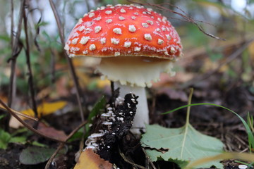 Amanita muscaria close-up.