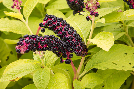 american pokeweed- phytolacca americana is a plant native to the eastern United States