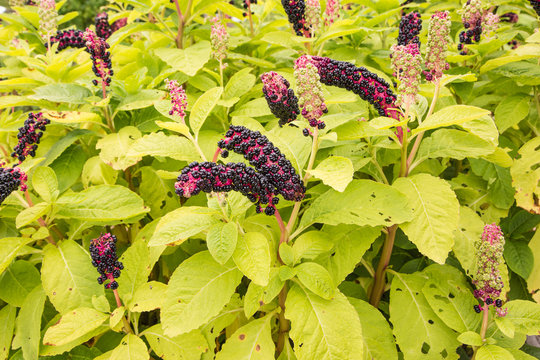 american pokeweed- phytolacca americana is a plant native to the eastern United States