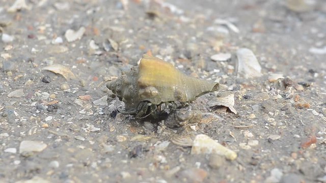 hermit crab walkking on sand