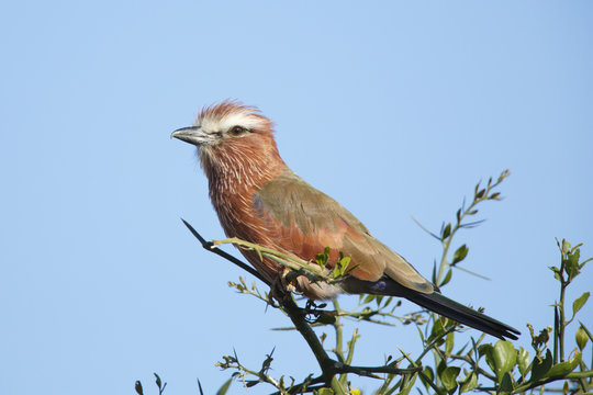 Purple roller