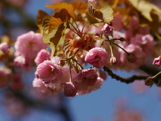 Cherry blossom , prunus serrullata, Kanza, pink blossom.