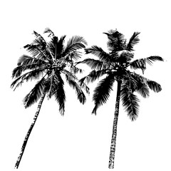 Fototapeta na wymiar tropical palm trees