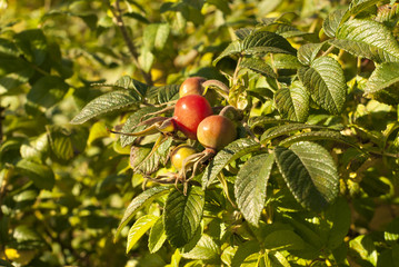 large unripe hips of the tea rose on a branch close-up