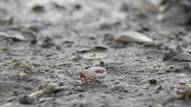 fiddler crab walk fron hold