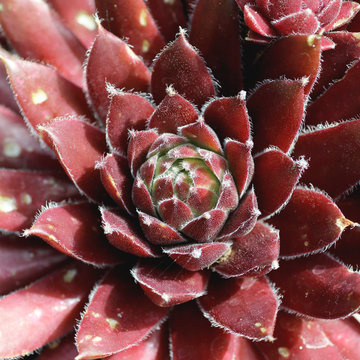Sempervivum succulent plant detail