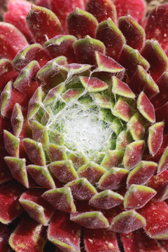 Sempervivum succulent plant detail