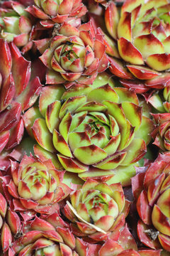 Sempervivum succulent plant detail