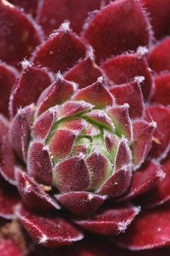 Sempervivum succulent plant detail
