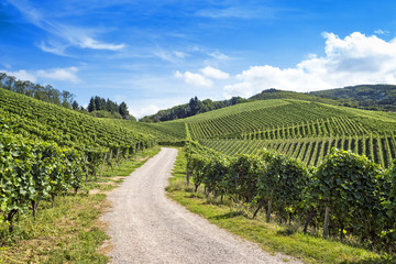 Route dans le paysage verdoyant du vignoble