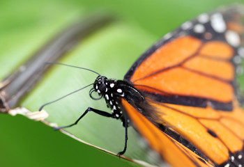 Monarch butterfly sitting on the green leaf