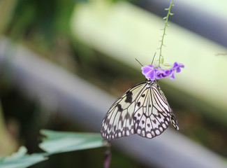 Idea leuconoe butterfly is sitting on the flower