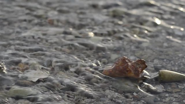 hermit crabs walk on sands