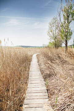 Wooden walkway through bulrush wetlands