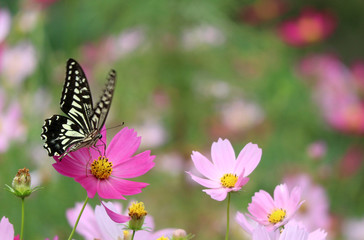 A butterfly feeding the pollen of blooming pink cosmos flower in the garden.