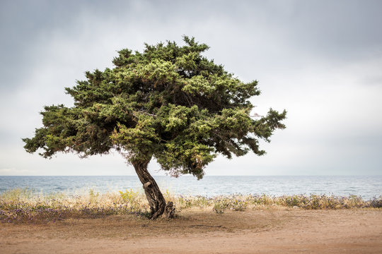 Solitary Tree Next to the Sea