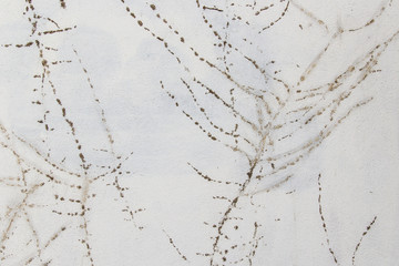 Traces of leaves and plants on a stone wall
