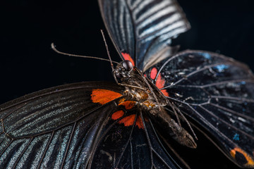 butterfly on black