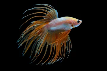 Foto op Aluminium The moving moment beautiful of siam betta fish in thailand on black background. © Soonthorn