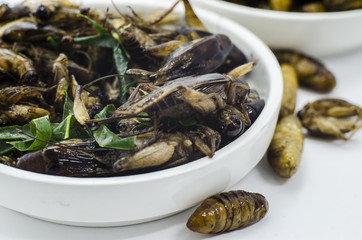 Thai North east food fried warm and grasshopper