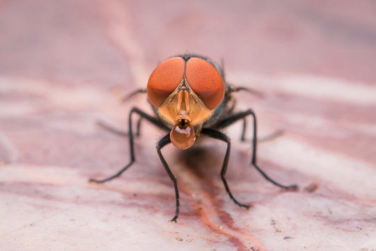 Fly house on brown boble