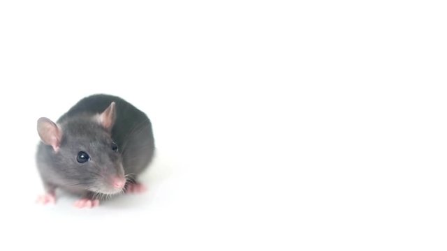 rodent looking on a white background