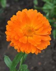 orange flower
