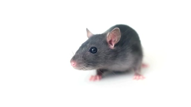rodent on a white background