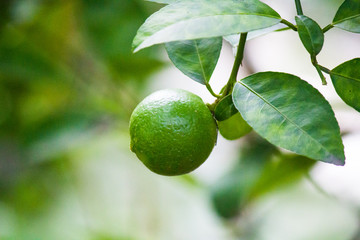 The lime-green trees