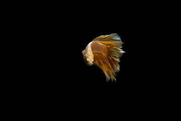 betta fish gold color