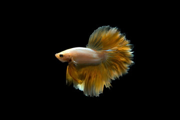 betta fish gold color