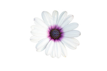 isolated white Chrysanthemum flowers on white background