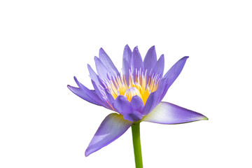 selected purple lotus flower isolated on white background