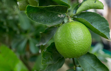 green lime on tree, fresh citrus