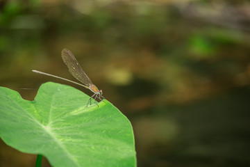 natural dragonfly on green leaf