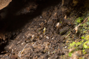 worker black ant carrying seed