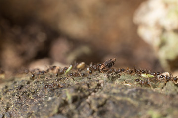 worker black ant carrying seed