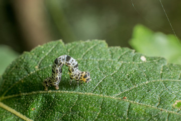 blck spot on white larva on leaf