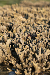 coral rock around beach during ebb tide and morning light time wide shot background
