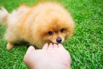 Close-up of a smiling pomeranian dog looking at the camera in the garden