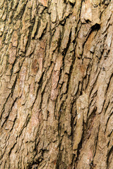 bark background brown nature