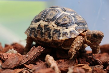 Baby turtle walking in the farm animal protection