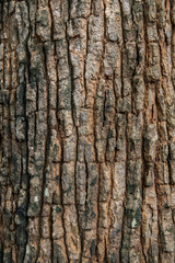 bark background brown nature